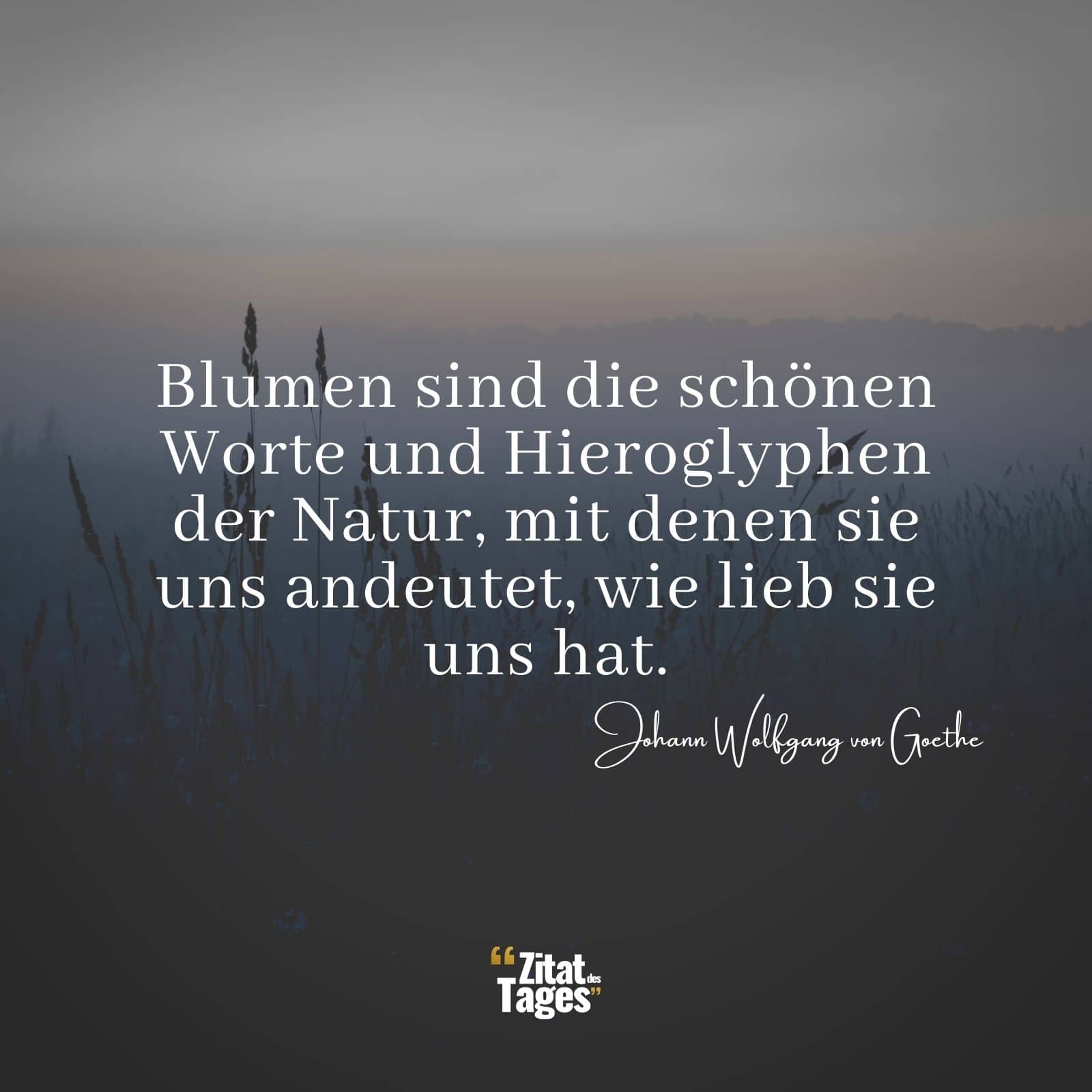 Blumen sind die schönen Worte und Hieroglyphen der Natur, mit denen sie uns andeutet, wie lieb sie uns hat. - Johann Wolfgang von Goethe