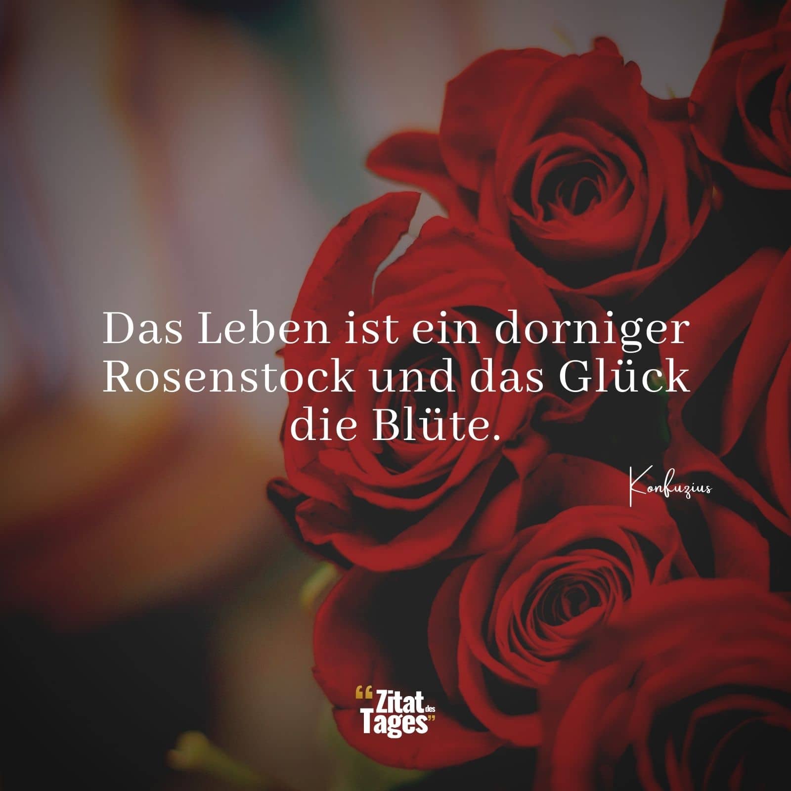 Das Leben ist ein dorniger Rosenstock und das Glück die Blüte. - Konfuzius