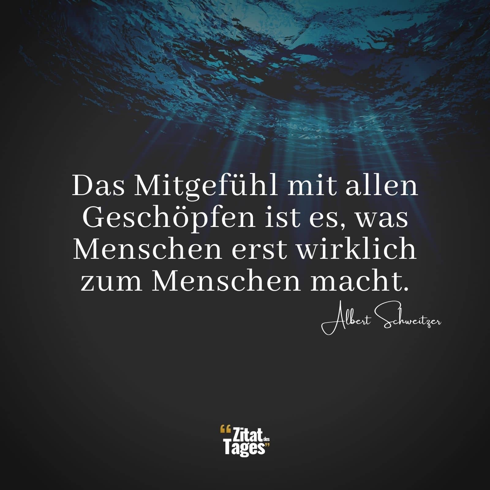 Das Mitgefühl mit allen Geschöpfen ist es, was Menschen erst wirklich zum Menschen macht. - Albert Schweitzer