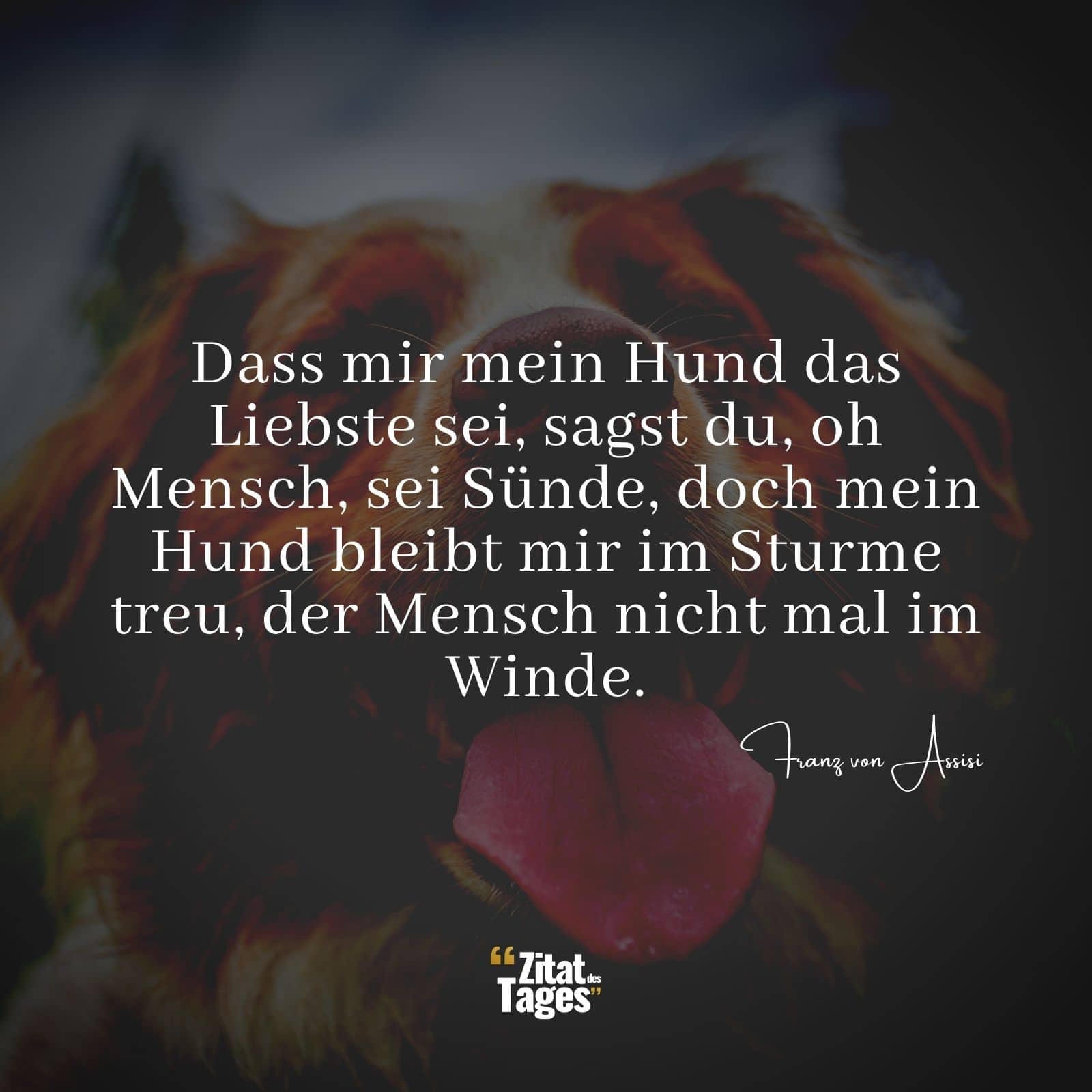 Dass mir mein Hund das Liebste sei, sagst du, oh Mensch, sei Sünde, doch mein Hund bleibt mir im Sturme treu, der Mensch nicht mal im Winde. - Franz von Assisi