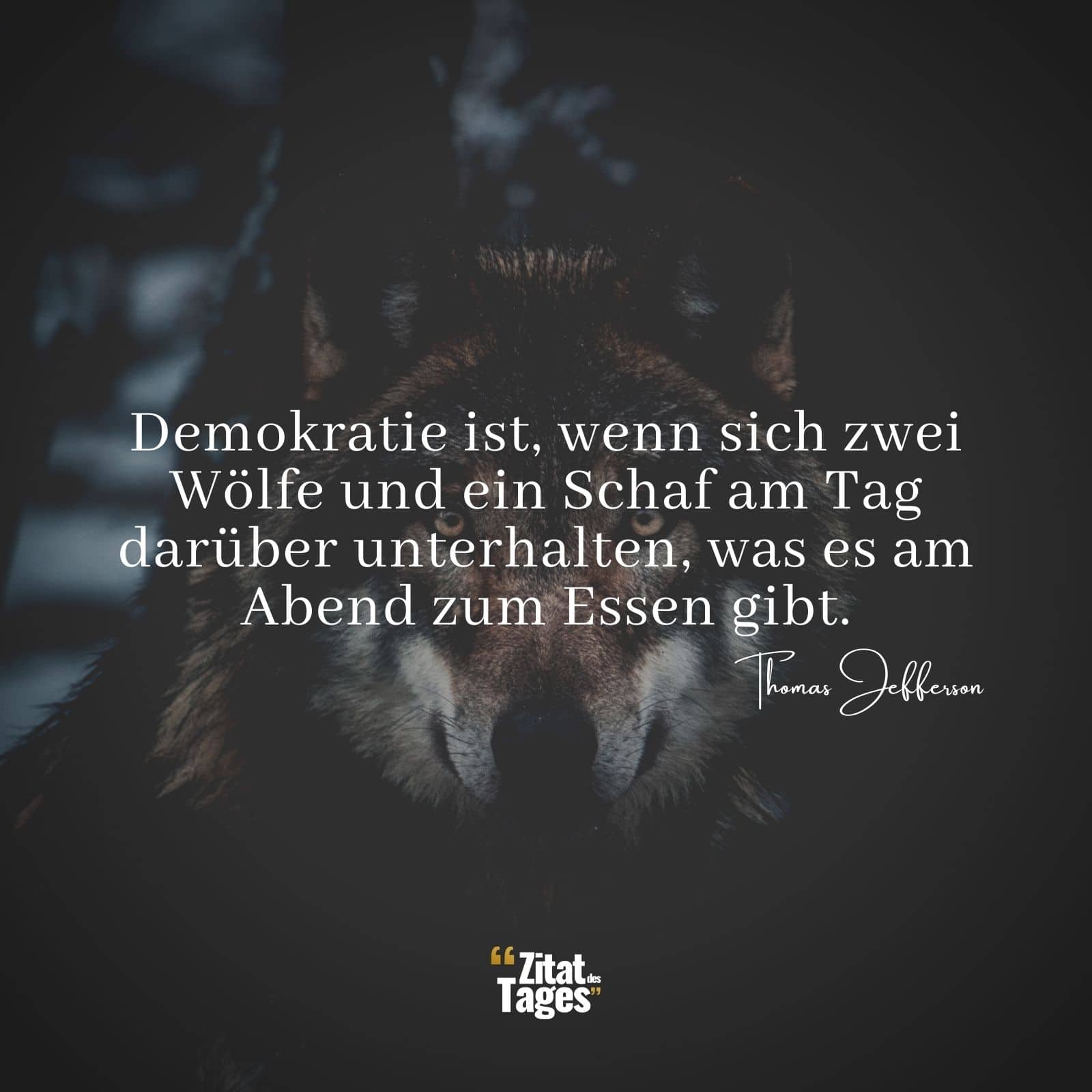 Demokratie ist, wenn sich zwei Wölfe und ein Schaf am Tag darüber unterhalten, was es am Abend zum Essen gibt. - Thomas Jefferson