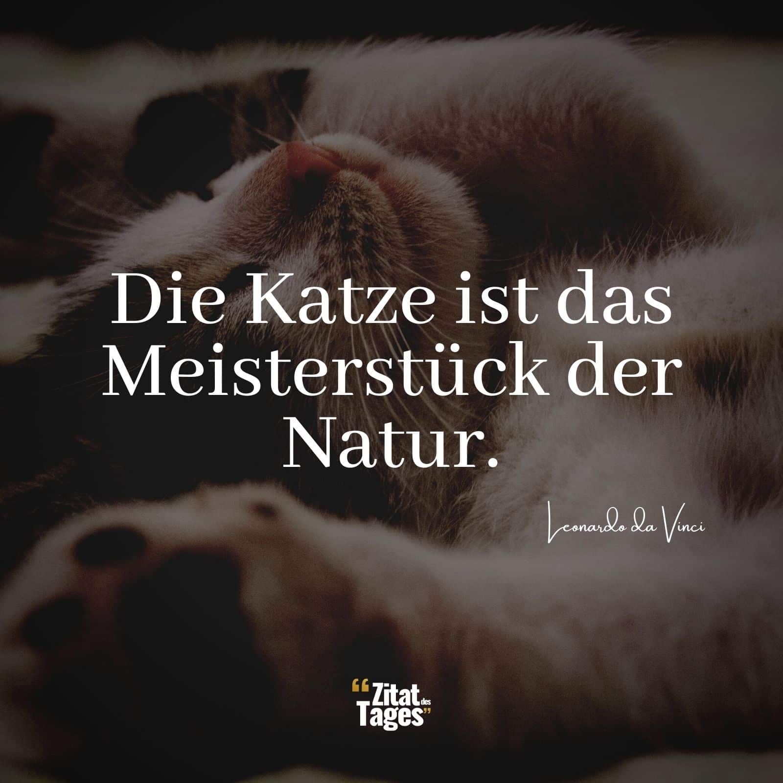 Die Katze ist das Meisterstück der Natur. - Leonardo da Vinci