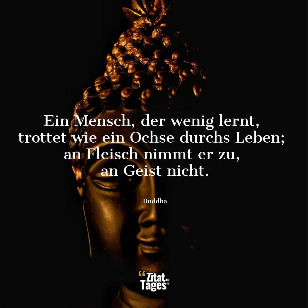 Ein Mensch, der wenig lernt, trottet wie ein Ochse durchs Leben; an Fleisch nimmt er zu, an Geist nicht. - Buddha