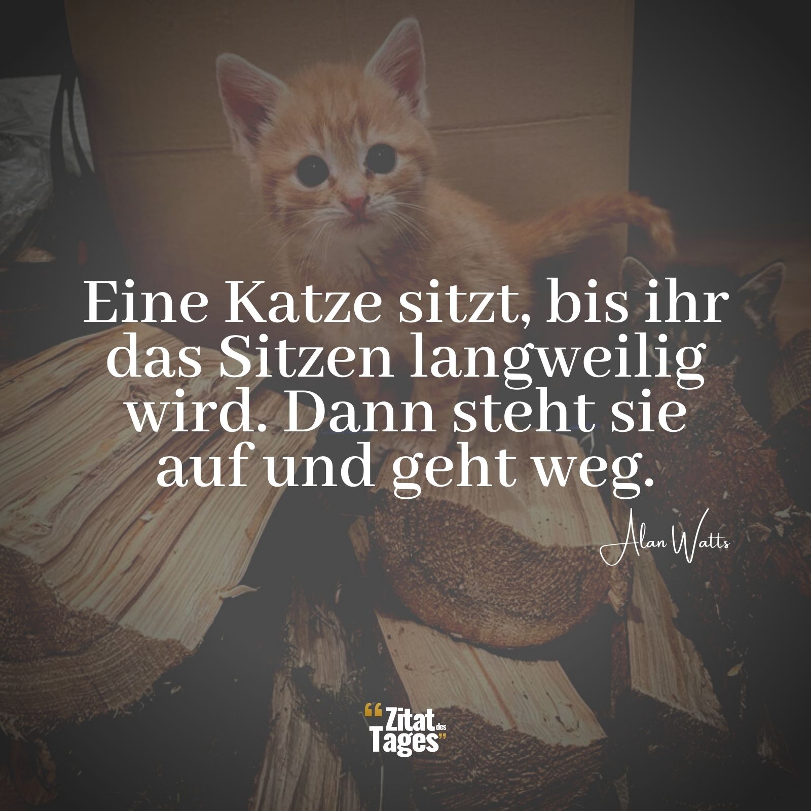 Eine Katze sitzt, bis ihr das Sitzen langweilig wird. Dann steht sie auf und geht weg. - Alan Watts