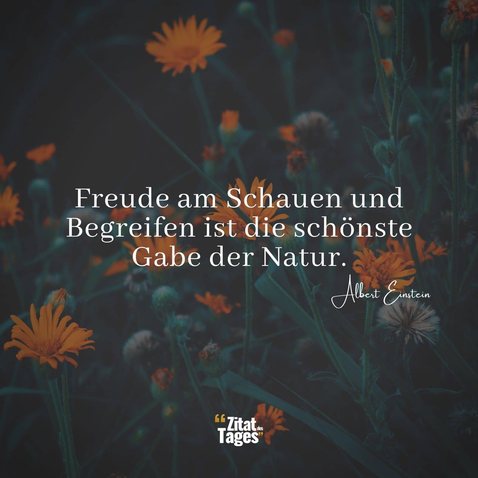 Freude am Schauen und Begreifen ist die schönste Gabe der Natur. - Albert Einstein