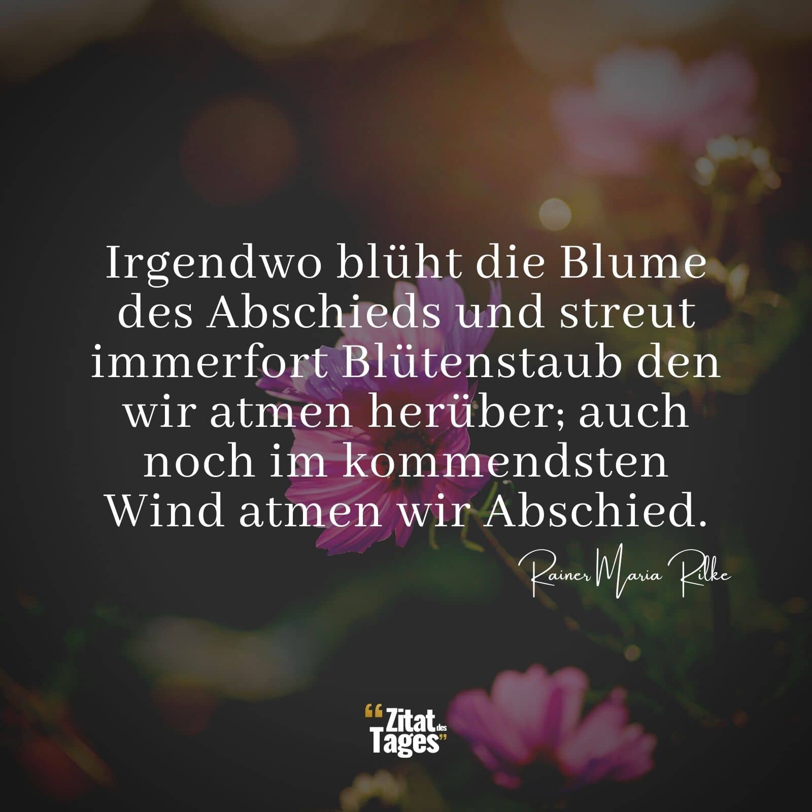 Irgendwo blüht die Blume des Abschieds und streut immerfort Blütenstaub den wir atmen herüber; auch noch im kommendsten Wind atmen wir Abschied. - Rainer Maria Rilke