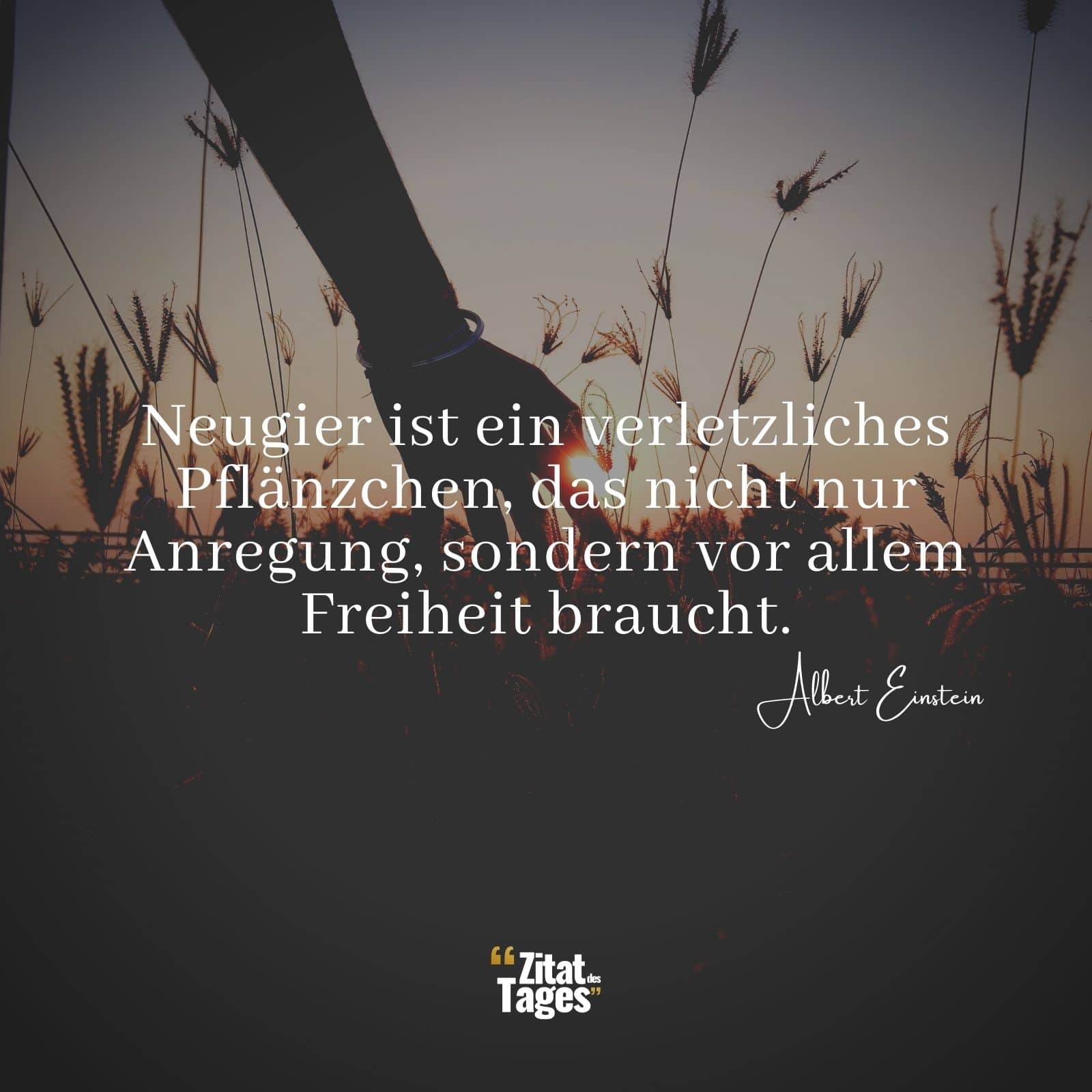 Neugier ist ein verletzliches Pflänzchen, das nicht nur Anregung, sondern vor allem Freiheit braucht. - Albert Einstein