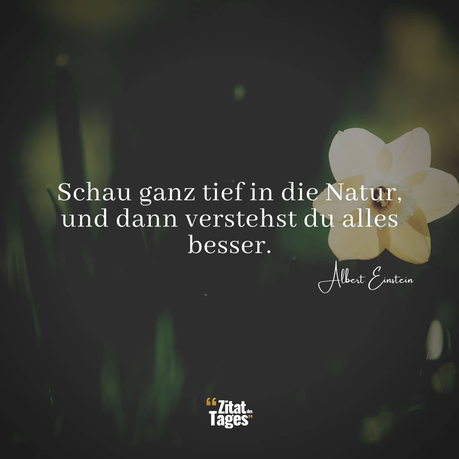 Schau ganz tief in die Natur, und dann verstehst du alles besser. - Albert Einstein