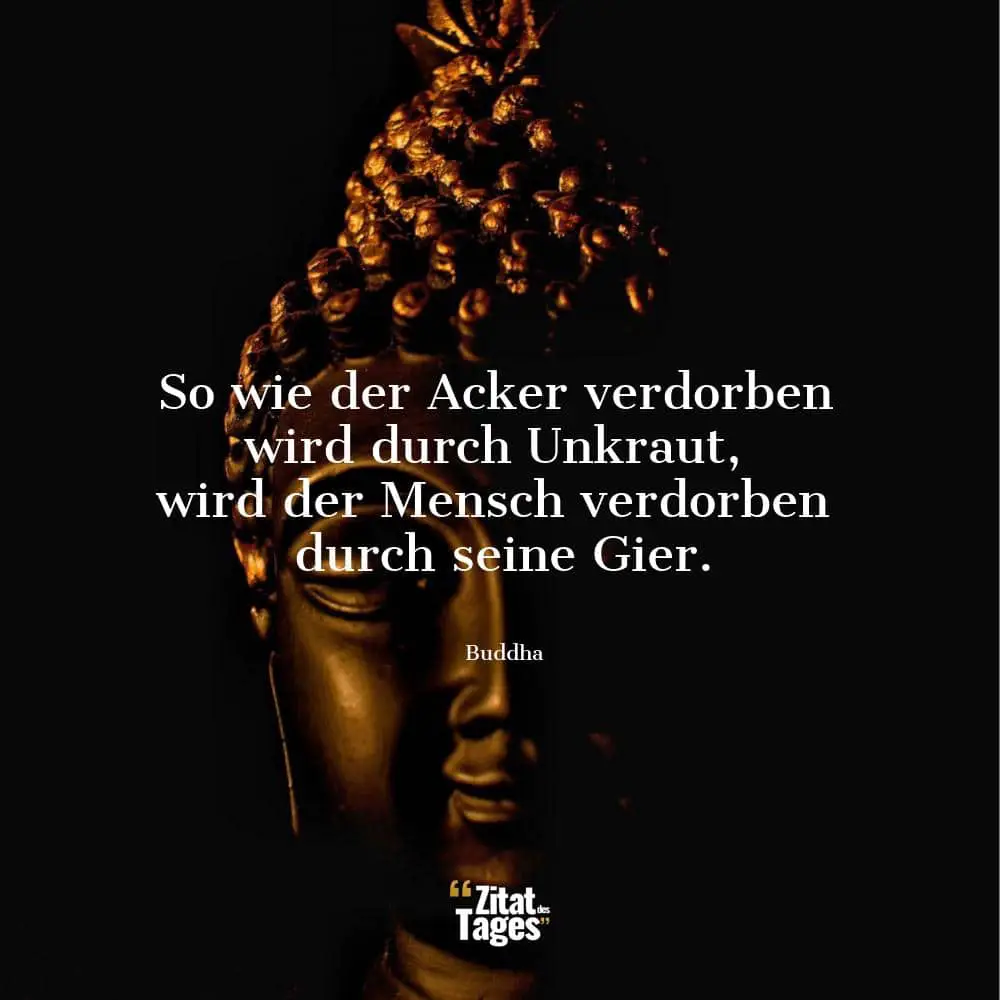 So wie der Acker verdorben wird durch Unkraut, wird der Mensch verdorben durch seine Gier. - Buddha