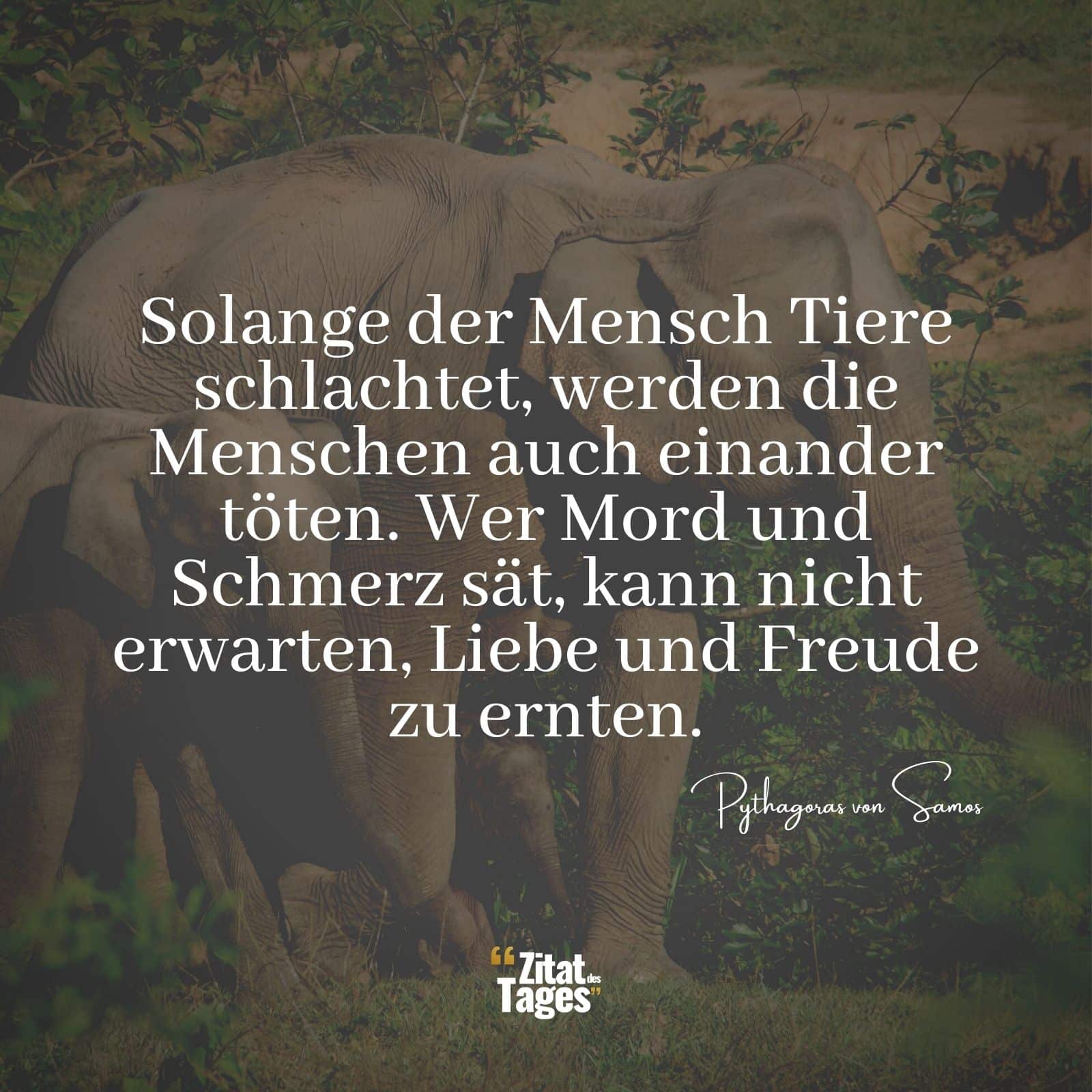 Solange der Mensch Tiere schlachtet, werden die Menschen auch einander töten. Wer Mord und Schmerz sät, kann nicht erwarten, Liebe und Freude zu ernten. - Pythagoras von Samos