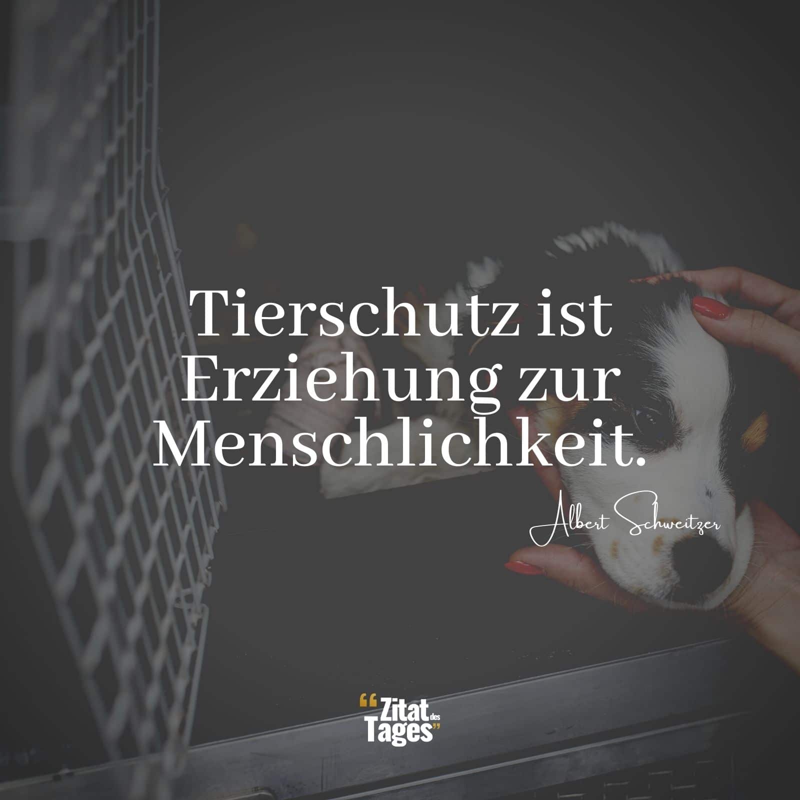 Tierschutz ist Erziehung zur Menschlichkeit. - Albert Schweitzer