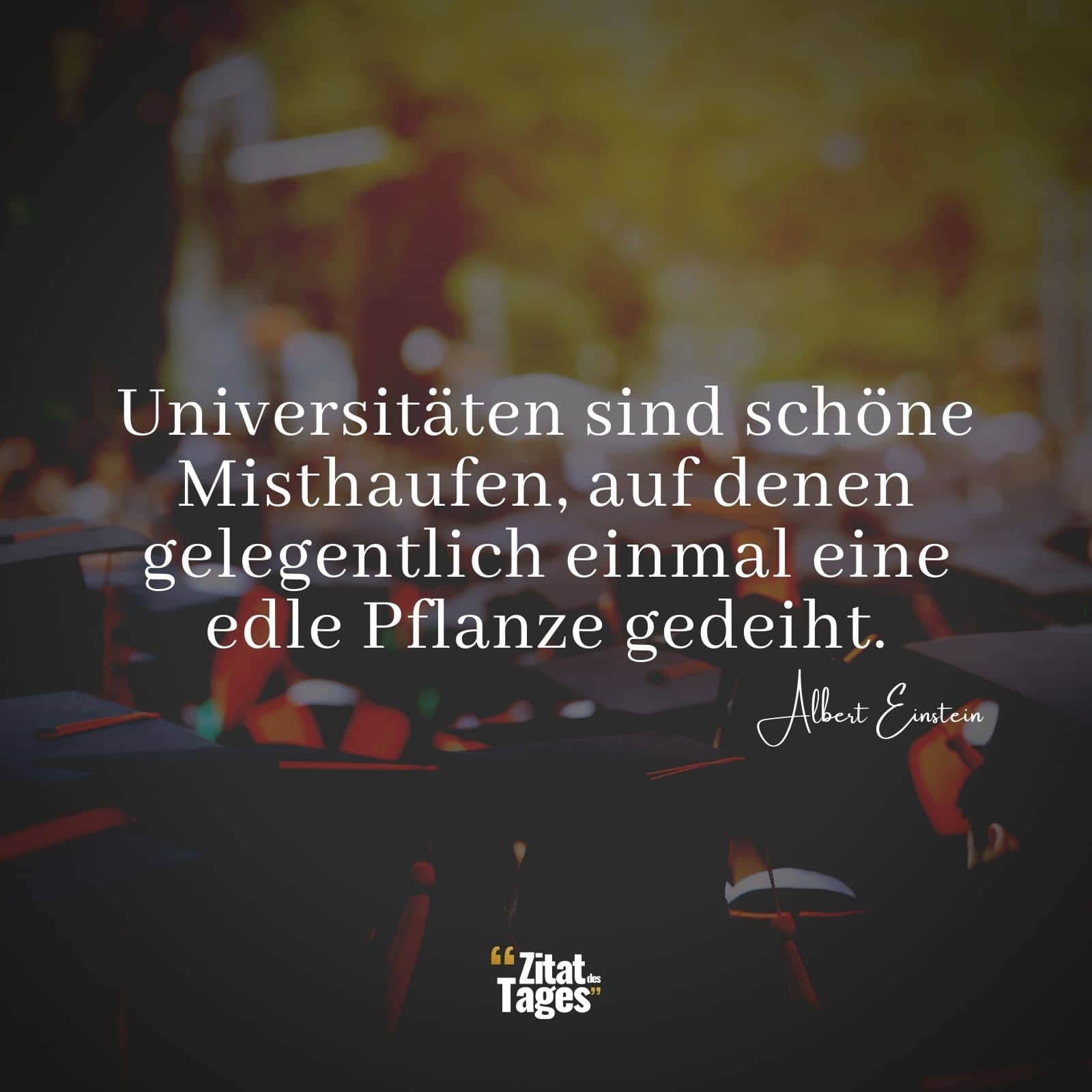 Universitäten sind schöne Misthaufen, auf denen gelegentlich einmal eine edle Pflanze gedeiht. - Albert Einstein