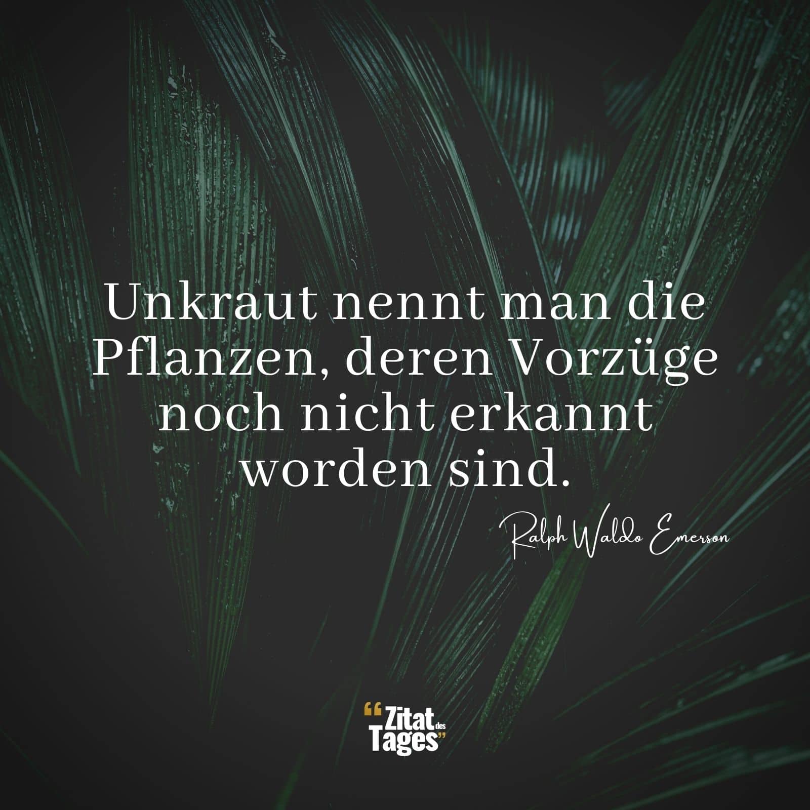 Unkraut nennt man die Pflanzen, deren Vorzüge noch nicht erkannt worden sind. - Ralph Waldo Emerson