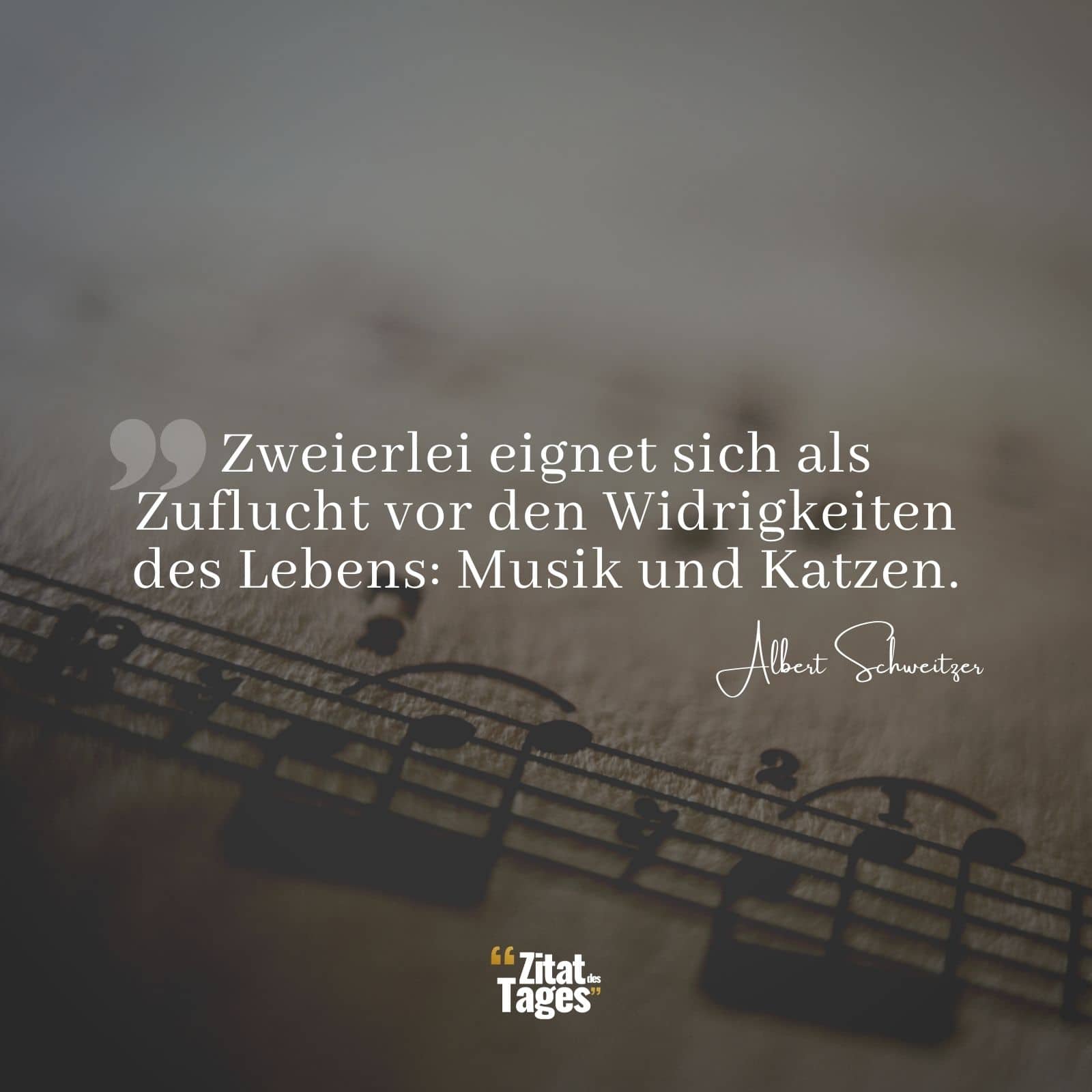 Zweierlei eignet sich als Zuflucht vor den Widrigkeiten des Lebens: Musik und Katzen. - Albert Schweitzer